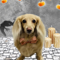 ミニチュアダックス