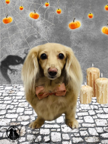 ミニチュアダックス