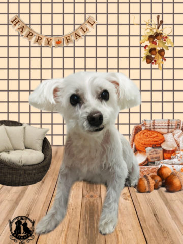 ミニチュアシュナウザー