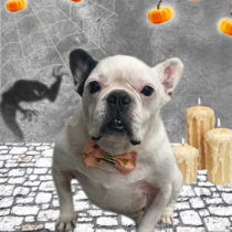 フレンチブルドッグ