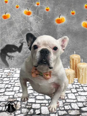 フレンチブルドッグ