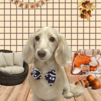 ミニチュアダックス