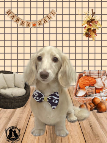 ミニチュアダックス