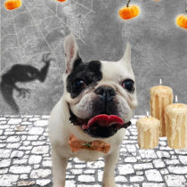 フレンチブルドッグ