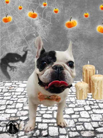 フレンチブルドッグ