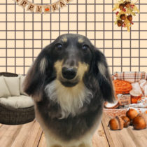 ミニチュアダックス