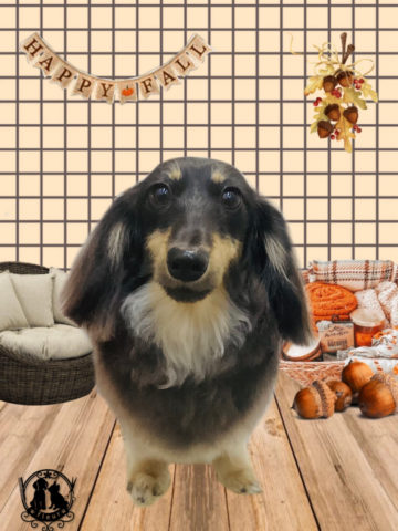 ミニチュアダックス