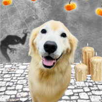 ゴールデンレトリバー