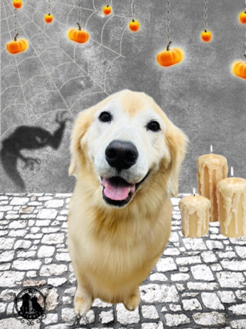 ゴールデンレトリバー