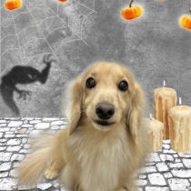 ミニチュアダックス