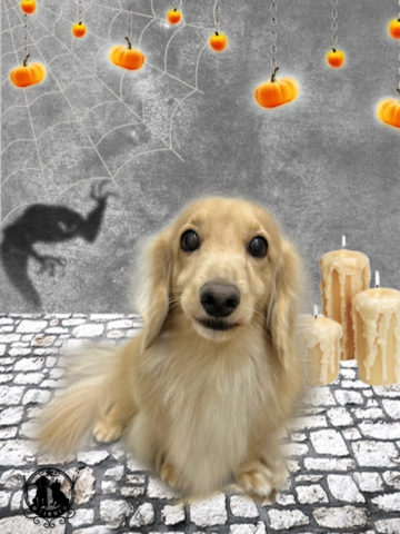 ミニチュアダックス