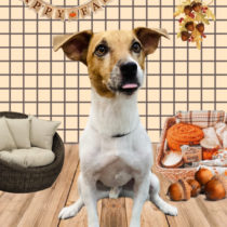 ジャックラッセルテリア