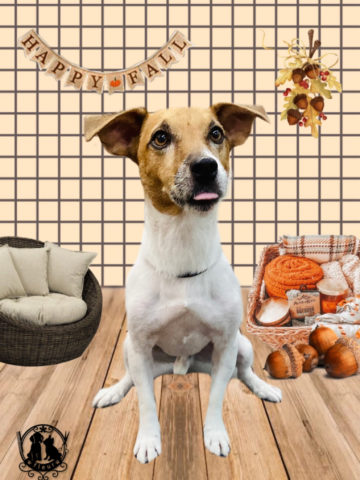 ジャックラッセルテリア