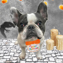 フレンチブルドッグ