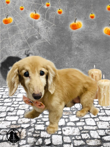 ミニチュアダックス