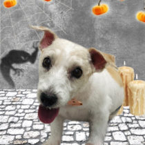 ジャックラッセルテリア