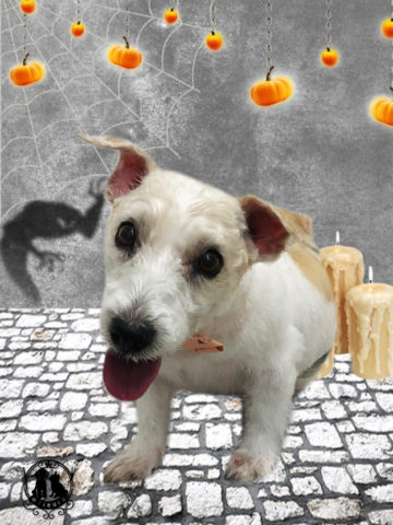 ジャックラッセルテリア