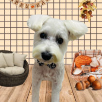 ミニチュアシュナウザー