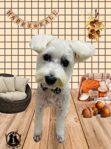 ミニチュアシュナウザー