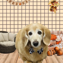 ミニチュアダックス