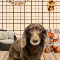 ミニチュアダックス