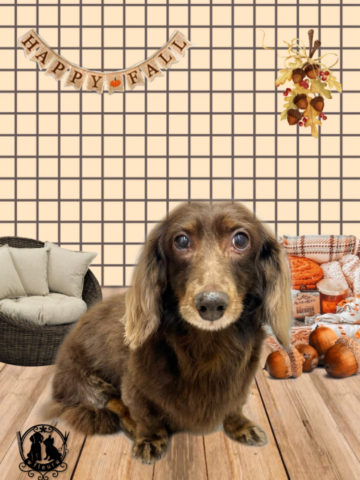 ミニチュアダックス