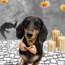 ミニチュアダックス