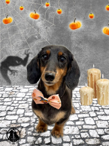 ミニチュアダックス