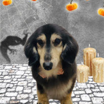 ミニチュアダックス