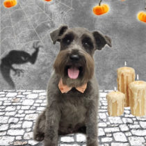 ミニチュアシュナウザー