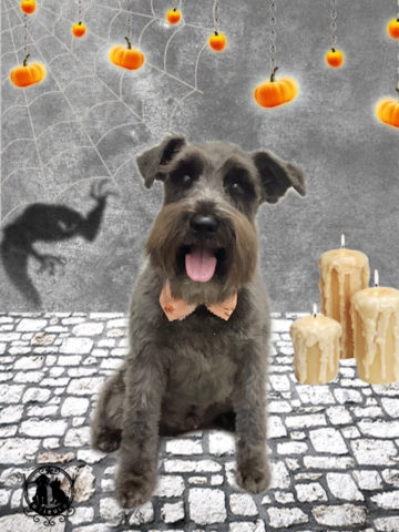 ミニチュアシュナウザー