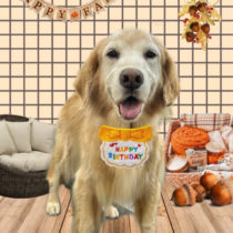 ゴールデンレトリバー