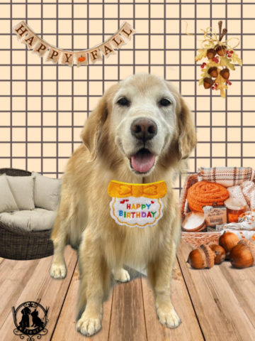 ゴールデンレトリバー