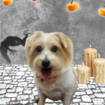 ジャックラッセルテリア