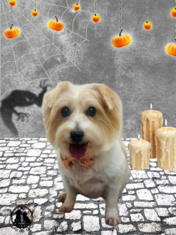 ジャックラッセルテリア