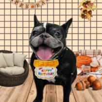 フレンチブルドッグ