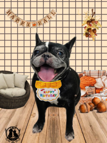 フレンチブルドッグ