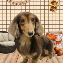 ミニチュアダックス