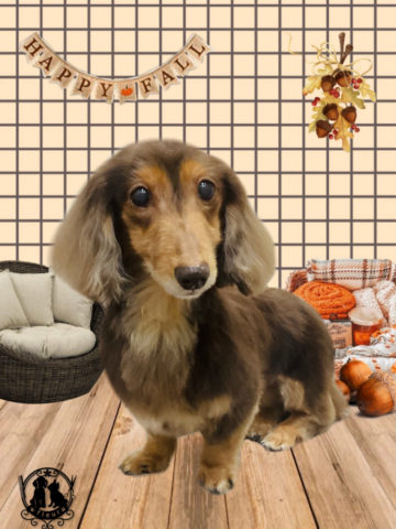 ミニチュアダックス