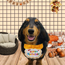 ミニチュアダックス