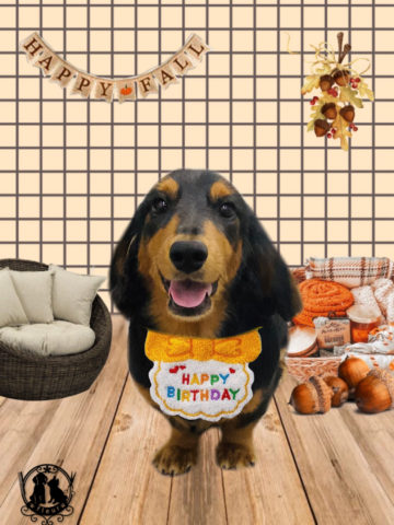 ミニチュアダックス