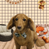 ミニチュアダックス