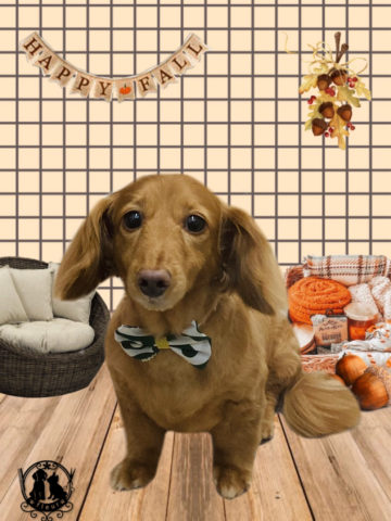 ミニチュアダックス