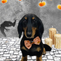 ミニチュアダックス