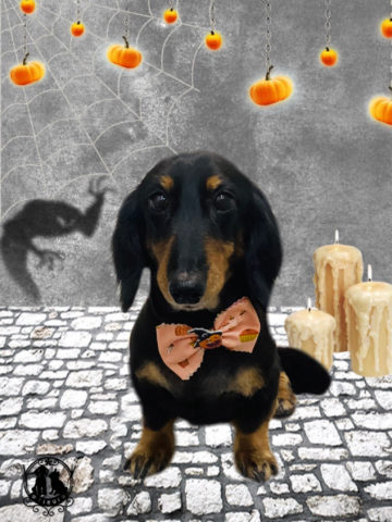 ミニチュアダックス