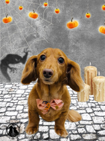 ミニチュアダックス