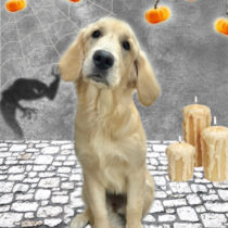 ゴールデンレトリバー