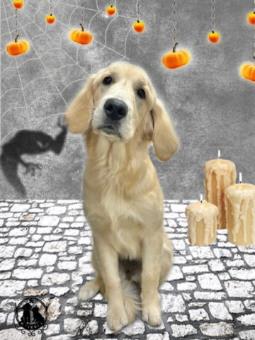 ゴールデンレトリバー