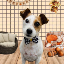 ジャックラッセルテリア