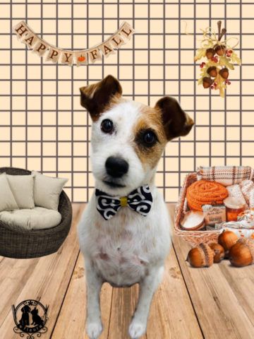 ジャックラッセルテリア